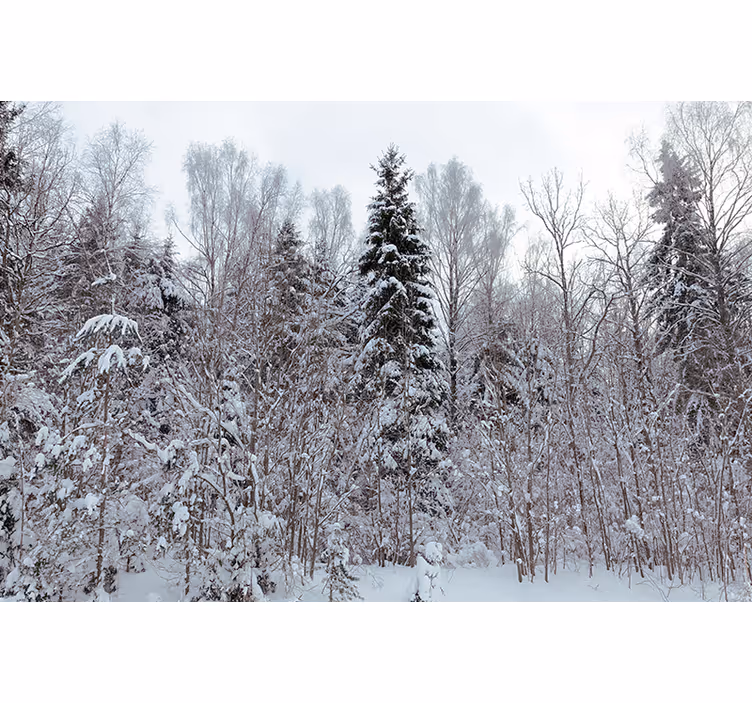 Fotomural bosque escena de bosque invernal - TenVinilo