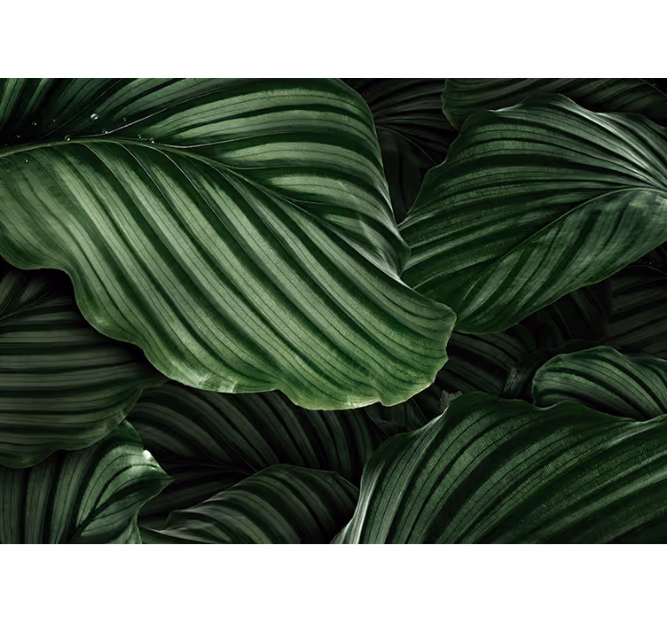 Fotomural naturaleza hojas verdes lujuriosas - TenVinilo