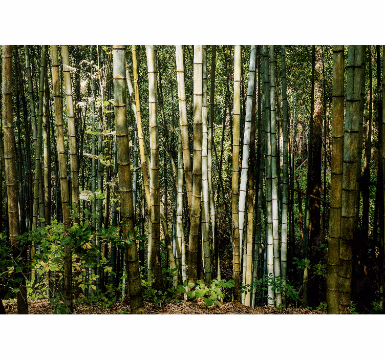 Fotomural bambú paisaje de bosque de bambú - TenVinilo