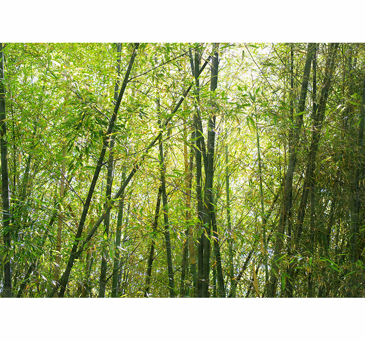 Fotomural bambú bosque de bambú vibrante - TenVinilo