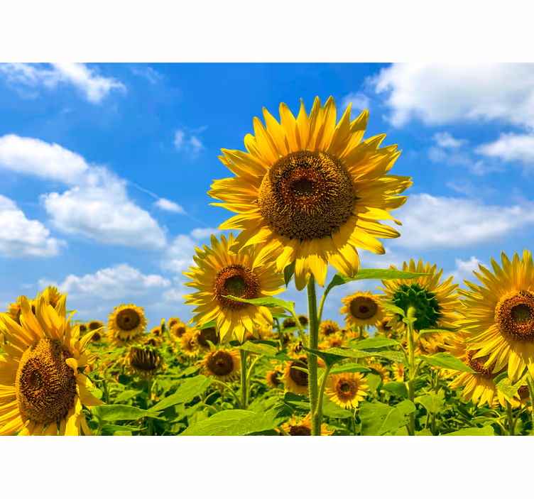 Mural de pared flores paisaje de girasoles - TenVinilo