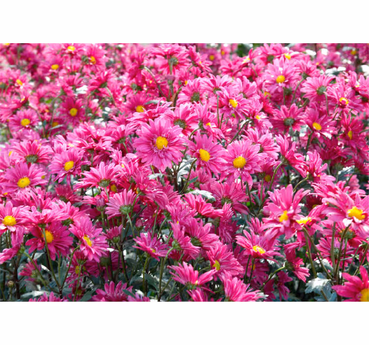 Mural de pared flores explosión floral rosa - TenVinilo