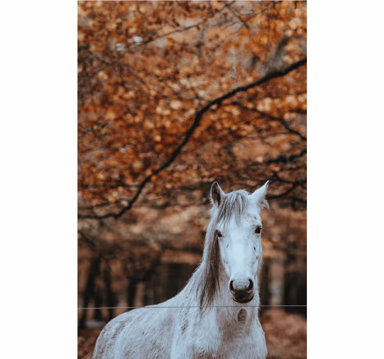 Fotomural animales majestuoso caballo blanco - TenVinilo