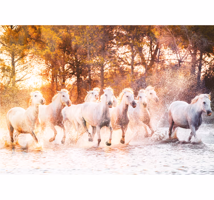 Fotomural animales caballos majestuosos corriendo - TenVinilo