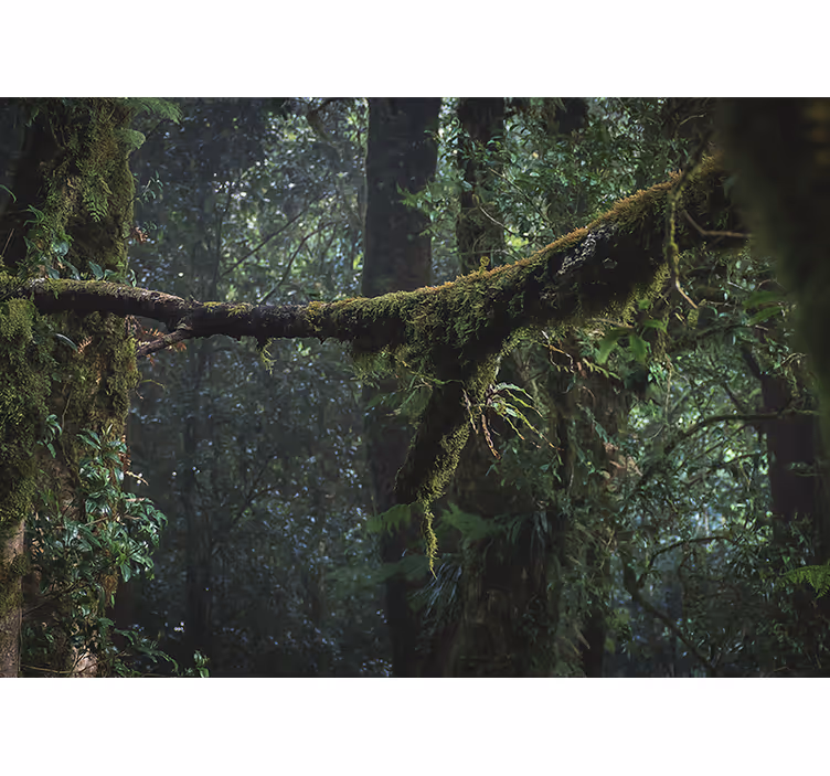 Fotomural bosque copas de árboles frondosos - TenVinilo