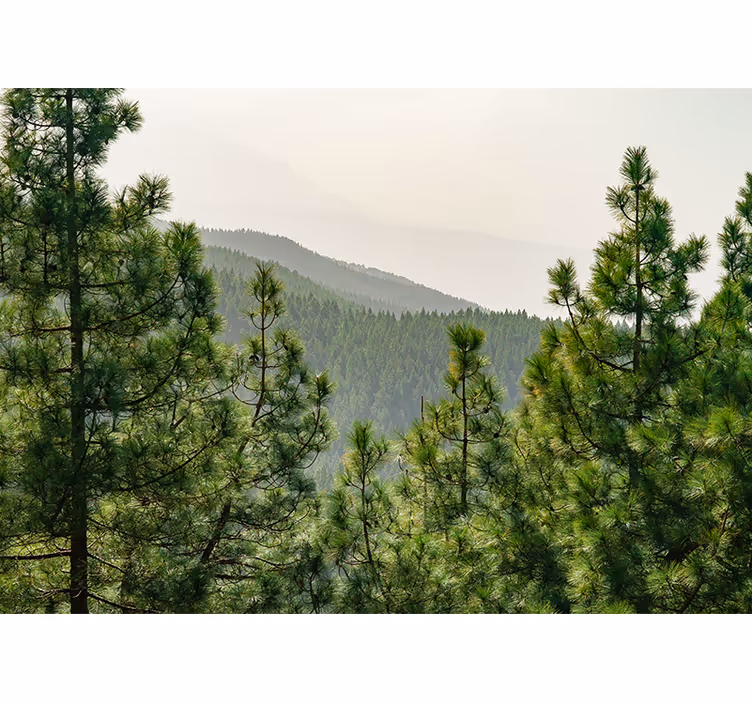 Fotomural naturaleza paisaje de vegetación exuberante - TenVinilo