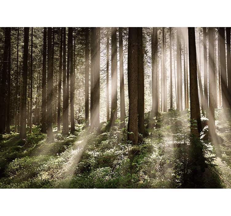 Fotomural bosque rayos luminosos del bosque - TenVinilo