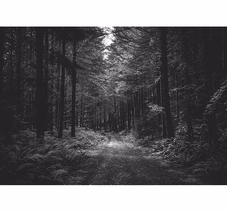 Fotomural bosque sendero sereno en el bosque - TenVinilo