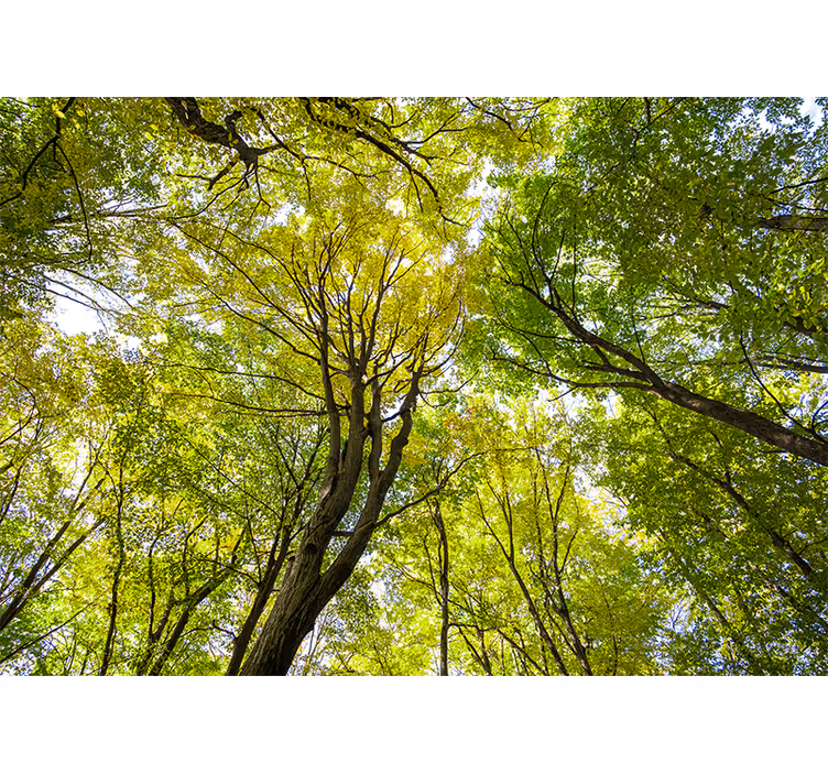 Fotomural naturaleza dosel de bosque exuberante - TenVinilo