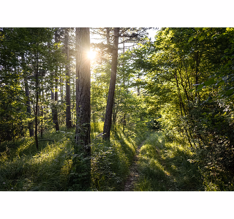 Fotomural naturaleza sendero luminoso en el bosque - TenVinilo