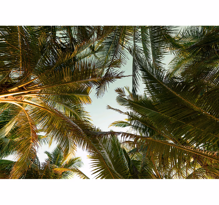 Fotomural naturaleza dosel de palmeras tropicales - TenVinilo