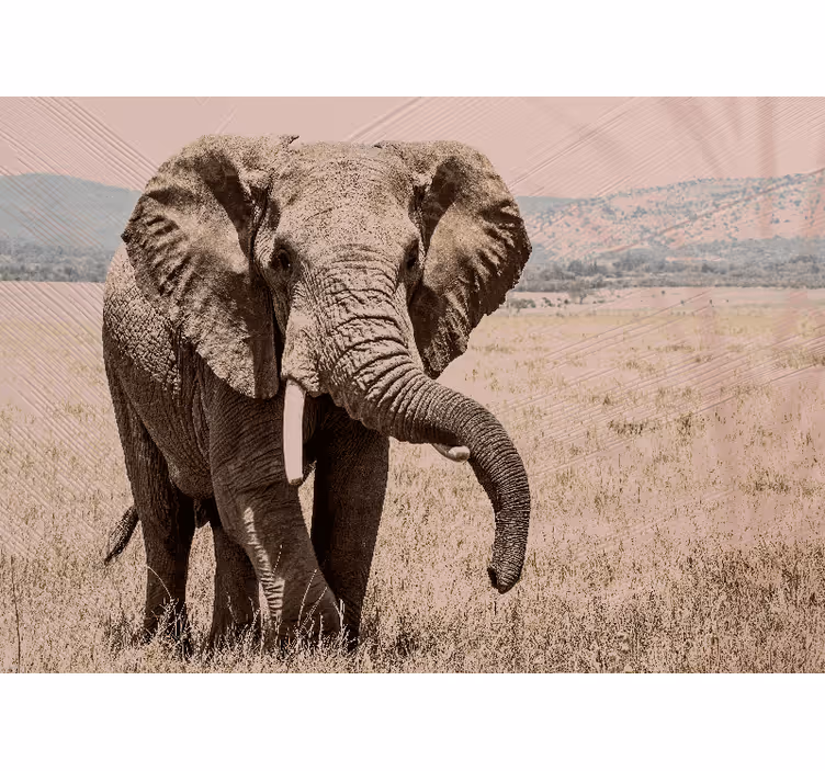 Fotomural animal elefante regal aura - TenVinilo