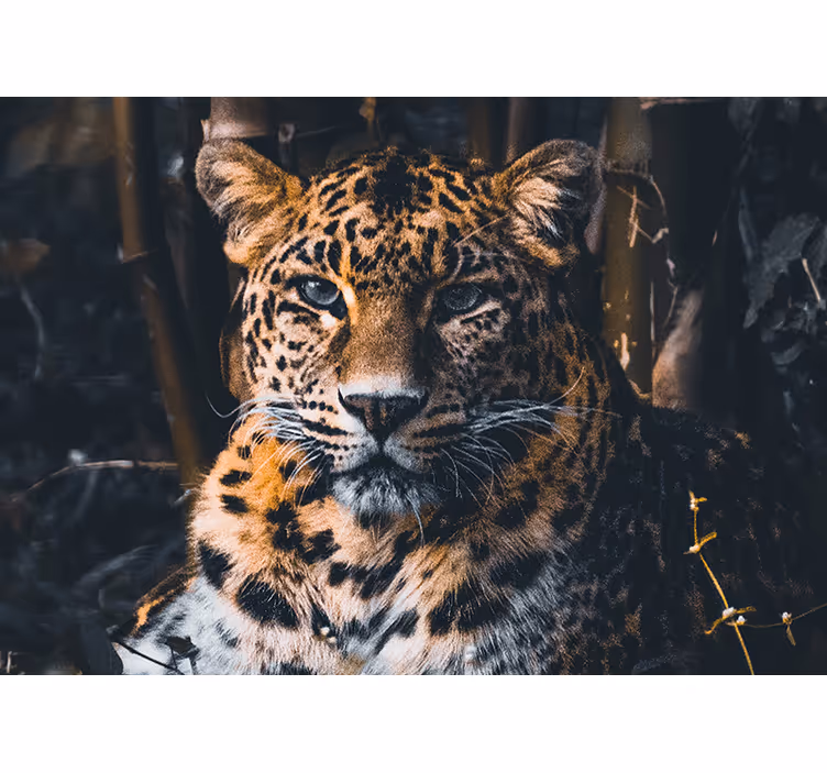 Fotomural africano Impresionante leopardo de vida silvestre - TenVinilo