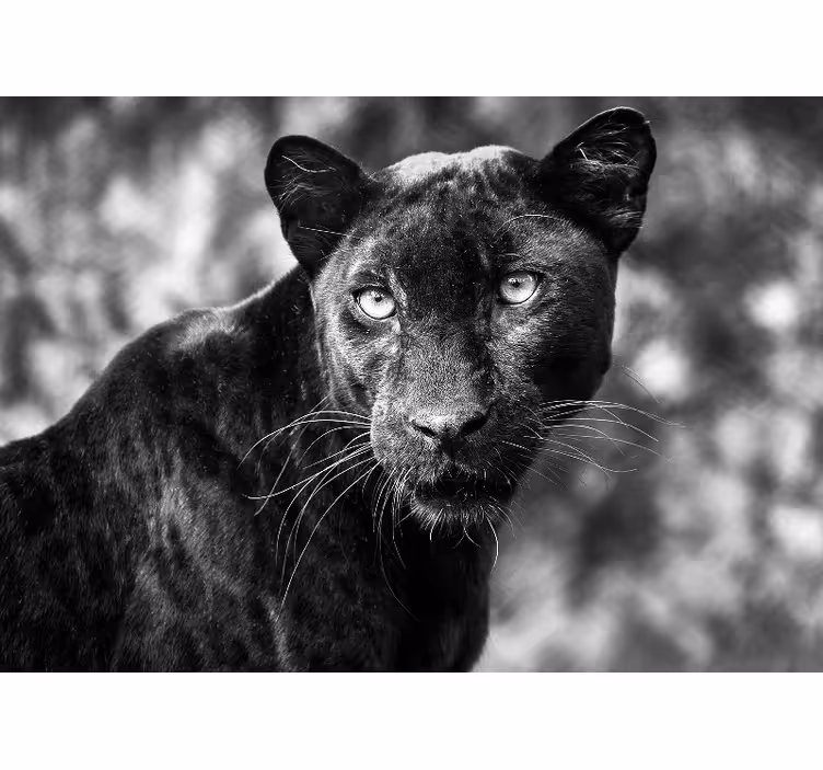 Fotomural animales cara de pantera negra - TenVinilo
