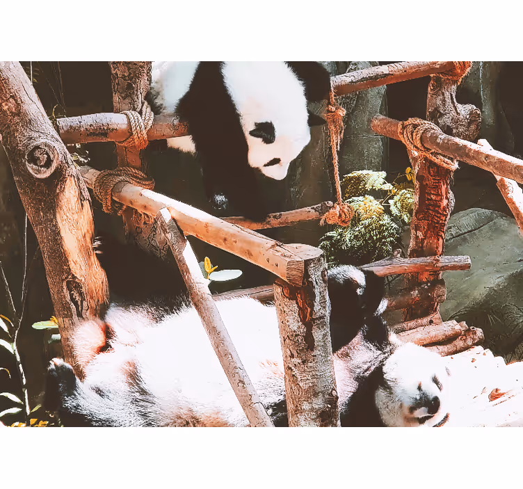 Fotomural animales escena de juego de pandas - TenVinilo