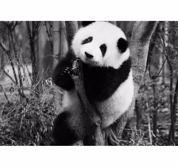 Fotomural animales panda en el árbol - TenVinilo