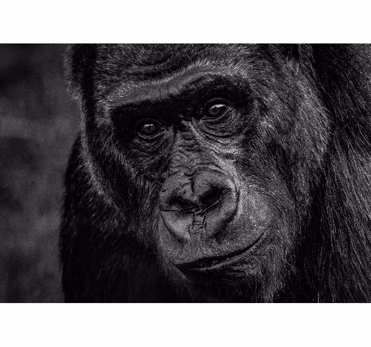 Fotomural animales gorila en primer plano - TenVinilo