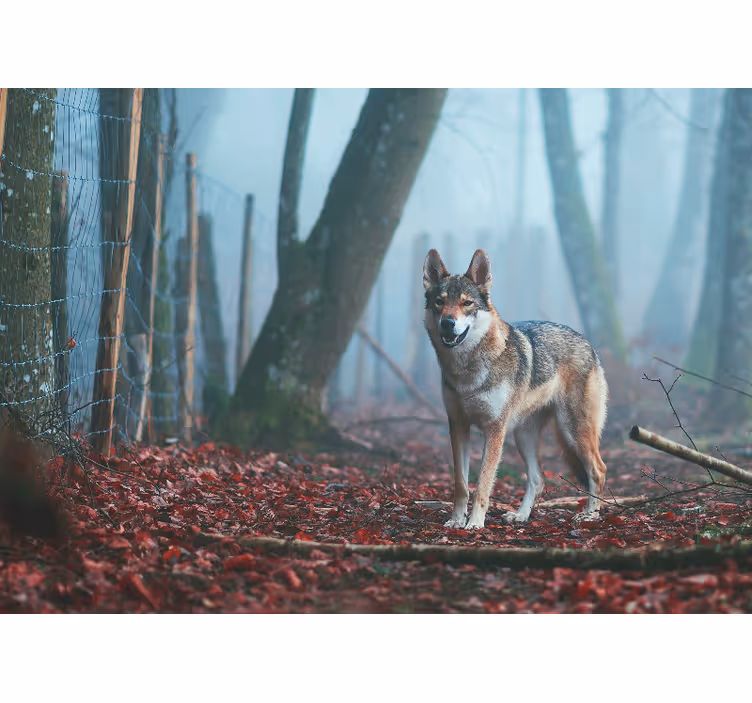 Fotomural animales lobo en bosque brumoso - TenVinilo