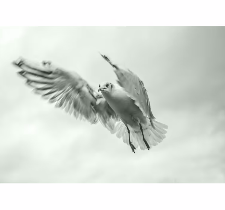 Fotomural animales pájaro blanco volador - TenVinilo