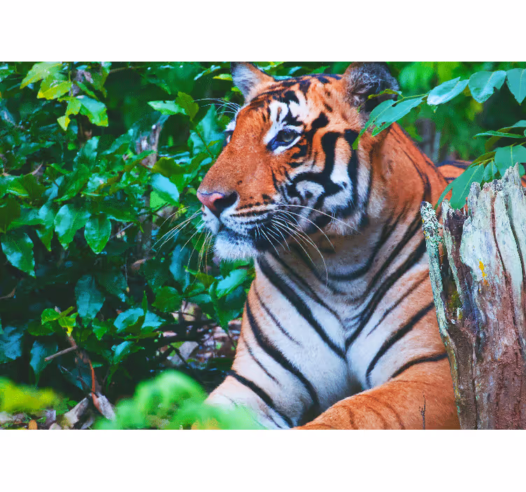 Fotomural selva tigre majestuoso mirando - TenVinilo