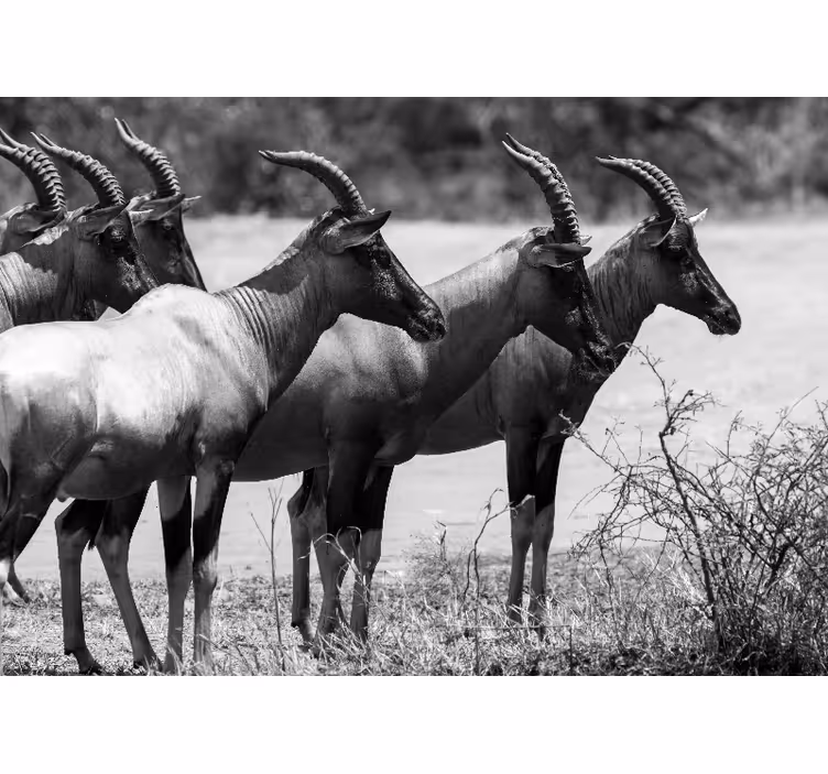 Fotomural animales manada de antílopes africanos - TenVinilo