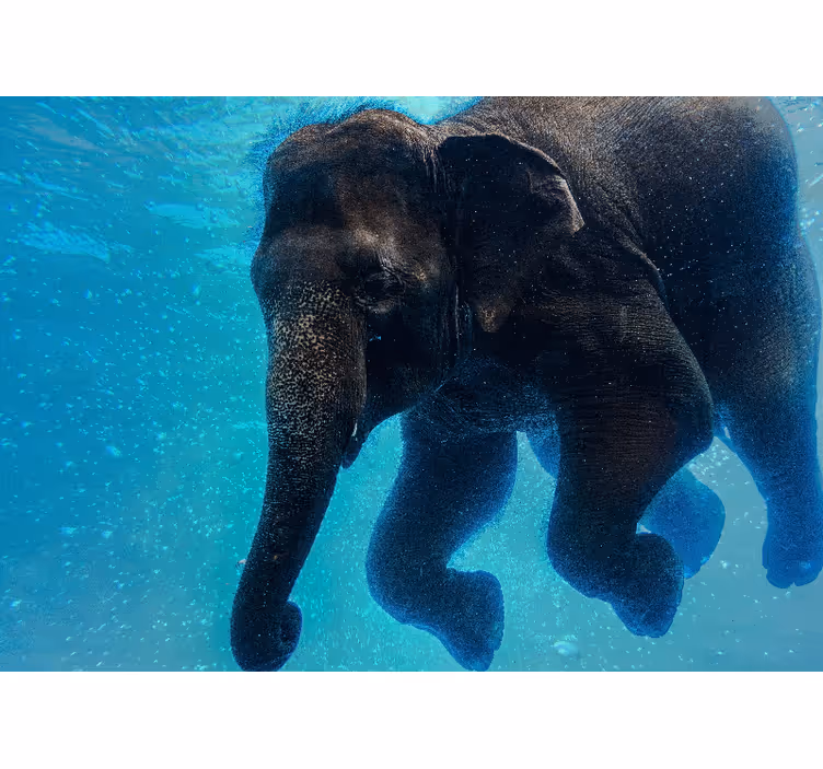 Fotomural mar elefante submarino - TenVinilo