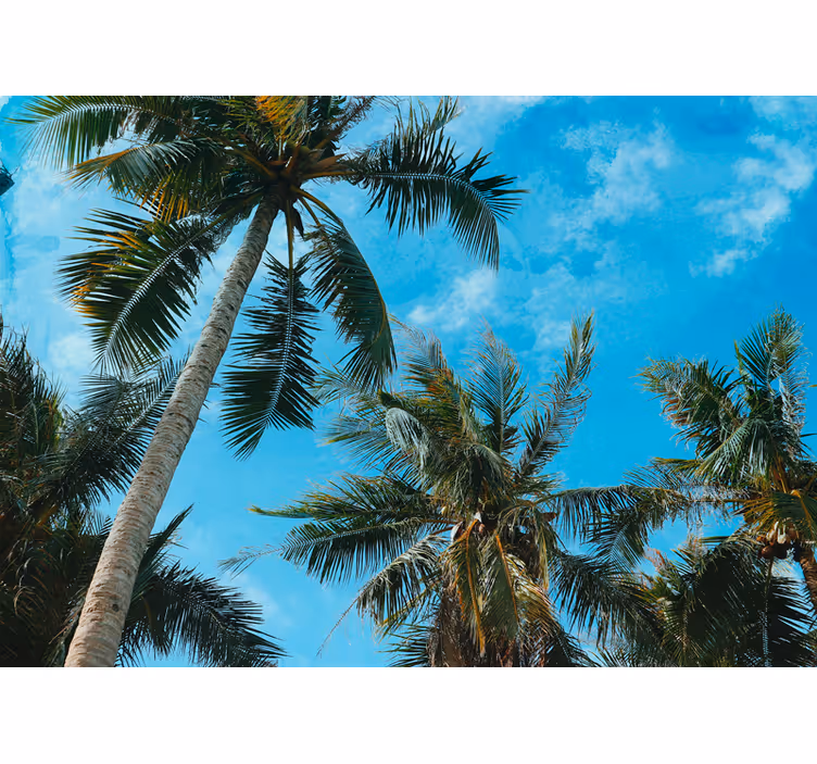 Fotomural naturaleza palmera y cielo - TenVinilo