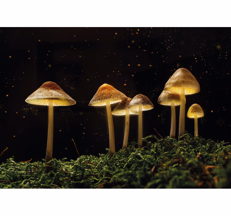 Fotomural naturaleza escena de hongos brillantes - TenVinilo