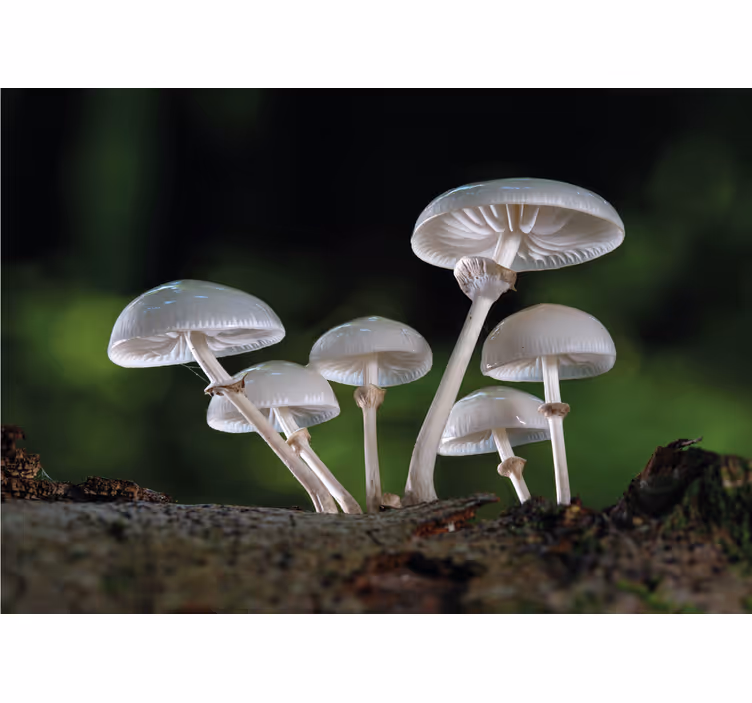 Fotomural naturaleza crecimiento de hongos en grupo - TenVinilo