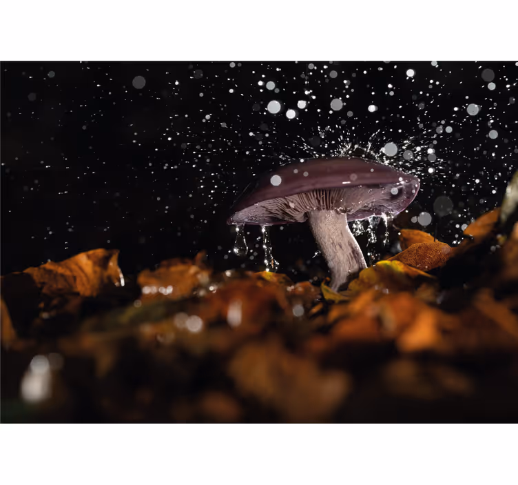 Fotomural naturaleza salpicadura de agua de champiñón - TenVinilo