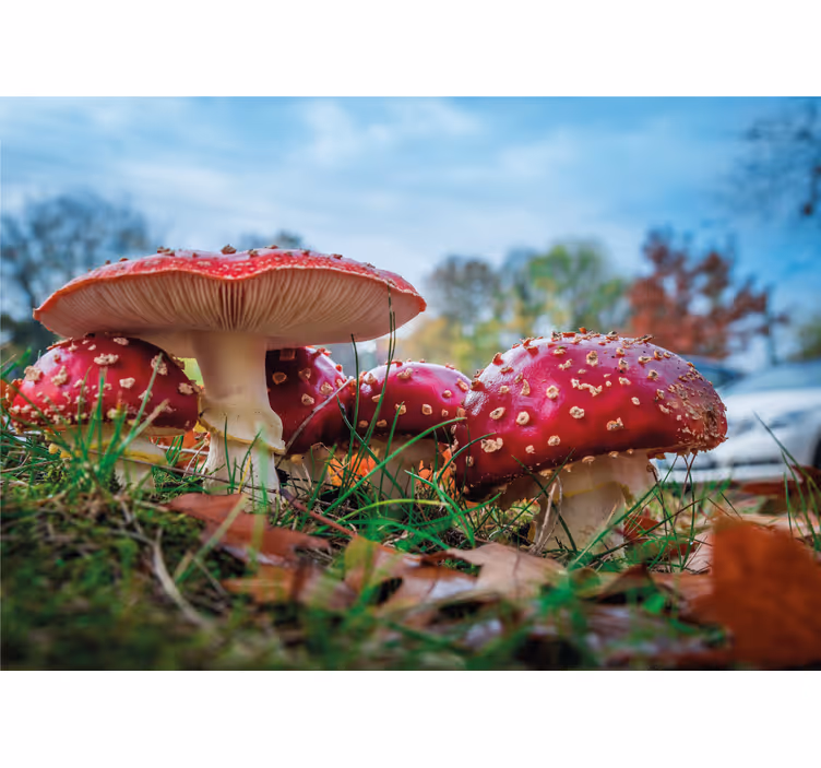 Fotomural naturaleza racimo de setas rojas - TenVinilo
