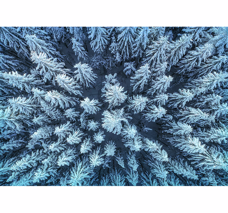 Fotomural naturaleza bosque de pinos congelados - TenVinilo