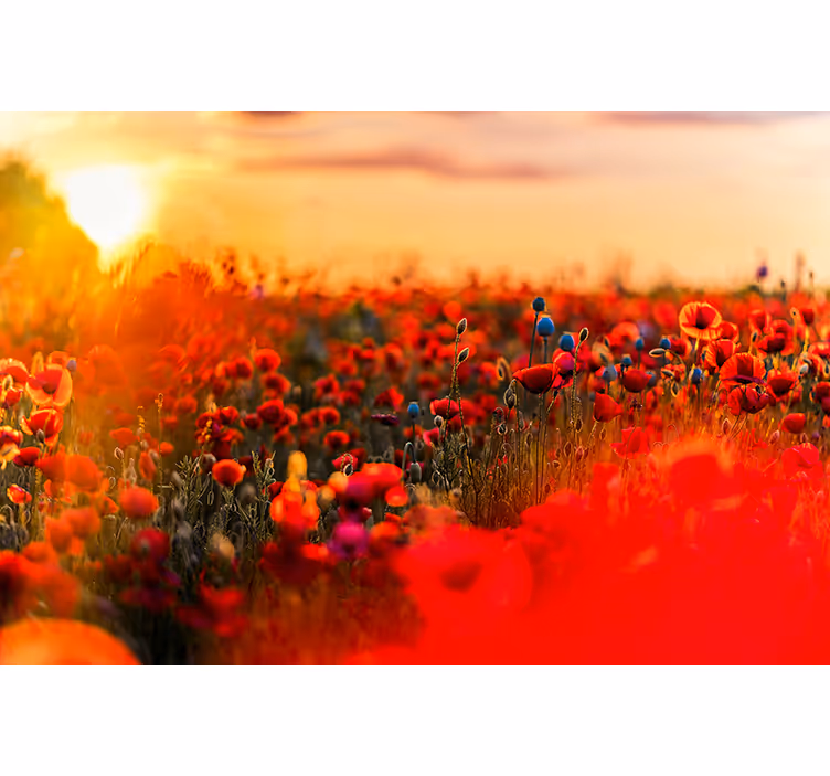 Fotomural de amapolas campo de primavera al atardecer - TenVinilo