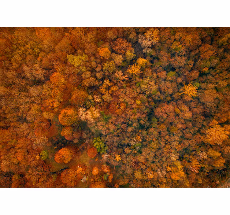 Fotomural naturaleza vista del dosel en otoño - TenVinilo