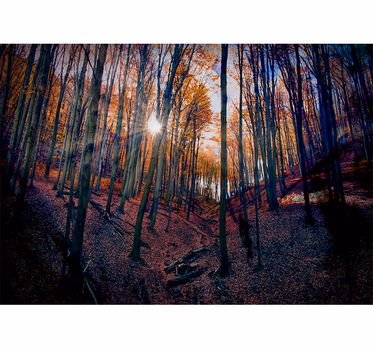 Fotomural bosque bosque de otoño soleado - TenVinilo