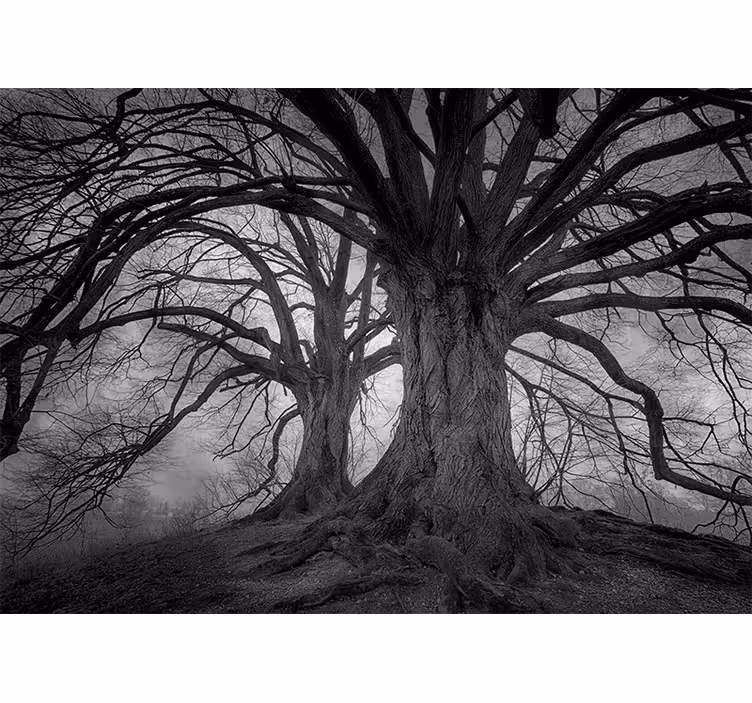 Fotomural bosque Árboles majestuosos sin hojas - TenVinilo