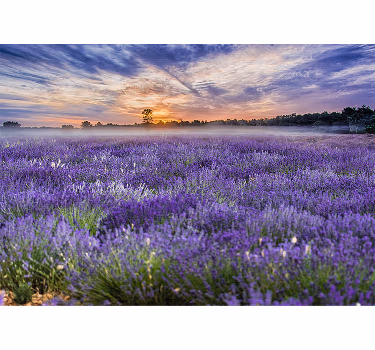 Mural de pared flores campo de lavanda al atardecer - TenVinilo