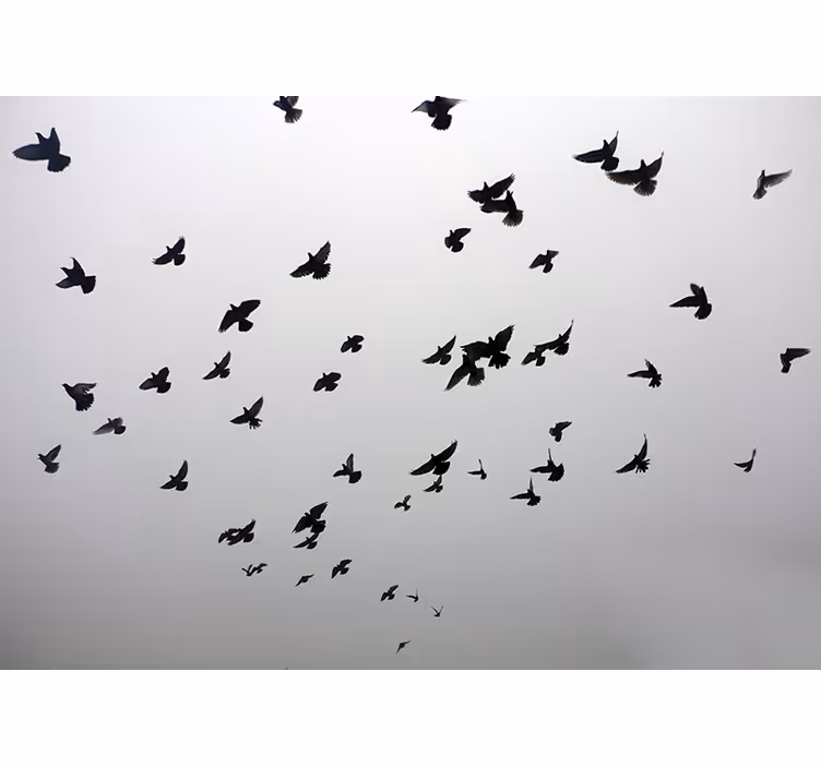 Fotomural animales pájaros negros voladores - TenVinilo