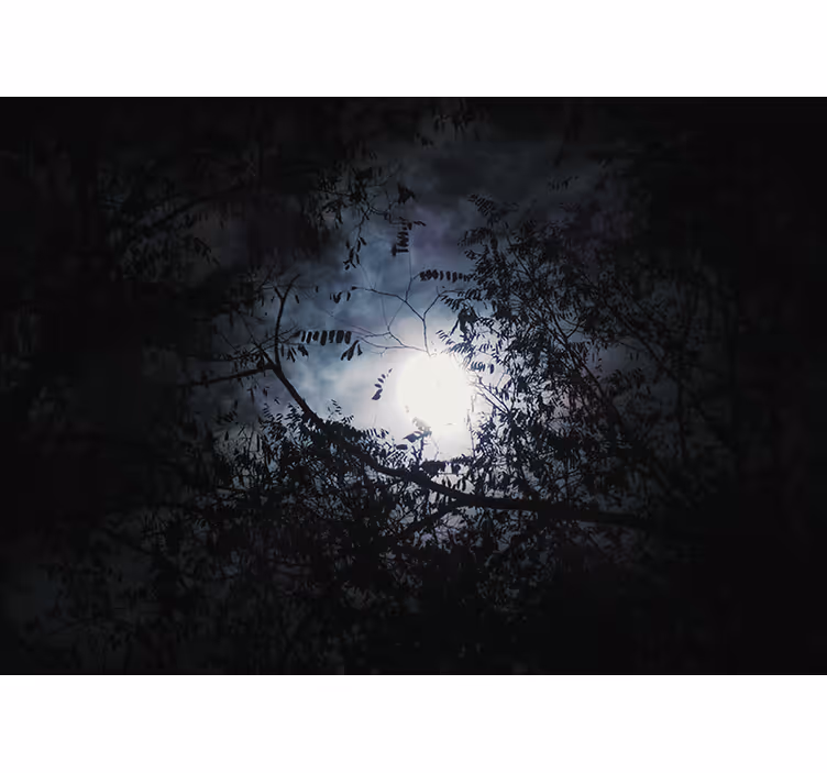 Fotomural naturaleza ramas a la luz de la luna - TenVinilo
