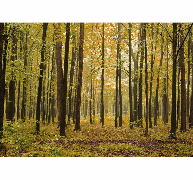 Fotomural bosque paisaje de otoño - TenVinilo