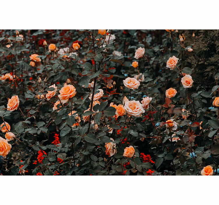 Mural de pared flores rosas en flor - TenVinilo