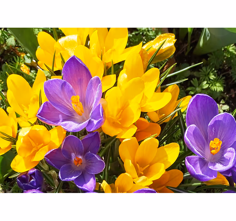 Mural de pared flores crocus coloridos - TenVinilo