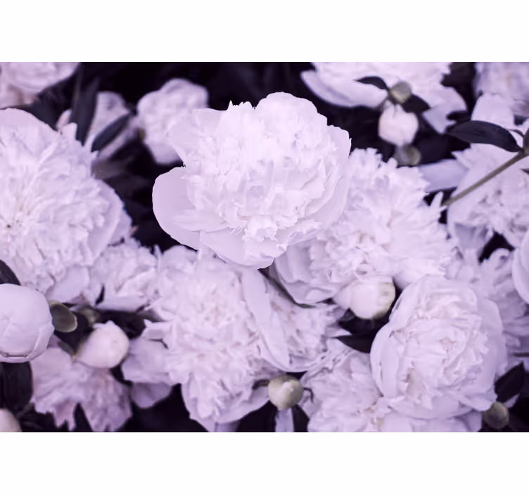 Mural de pared flores pivoines lavanda - TenVinilo