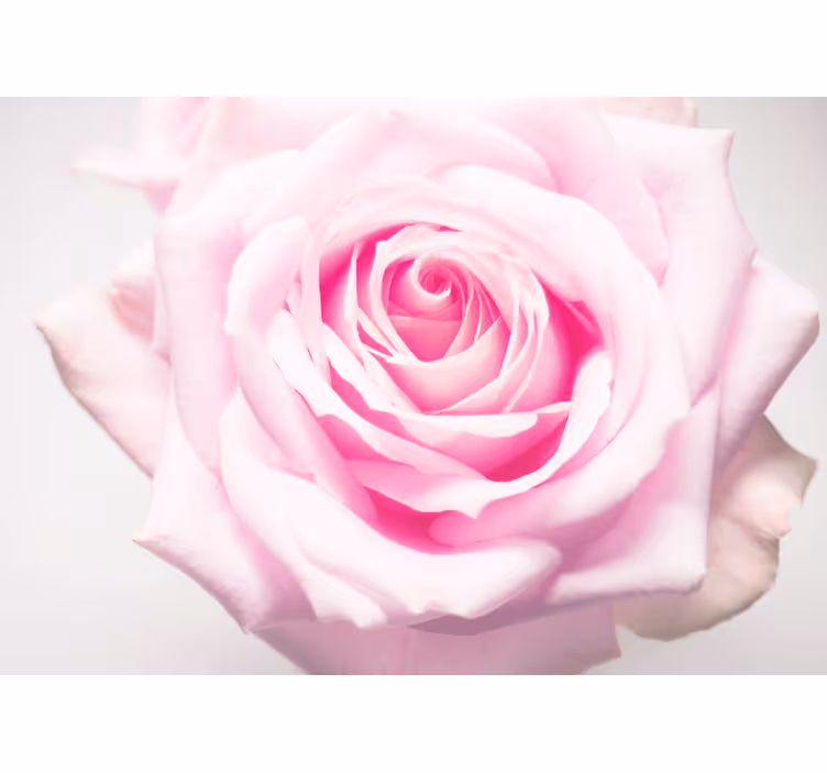 Fotomural de amapolas rosa suave - TenVinilo