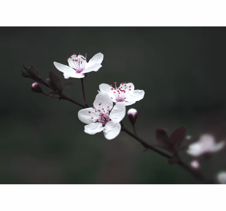 Fotomural de amapolas rama de sakura - TenVinilo