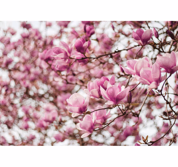 Fotomural de magnolias exposición de flores de magnolia - TenVinilo