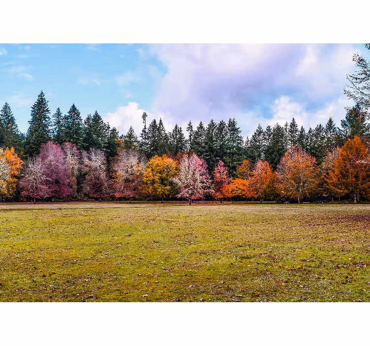 Papel pintado naturaleza bosque de otoño colorido - TenVinilo