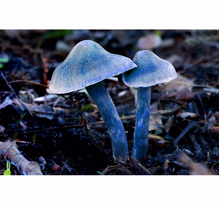 Fotomural naturaleza formas Únicas de hongos - TenVinilo
