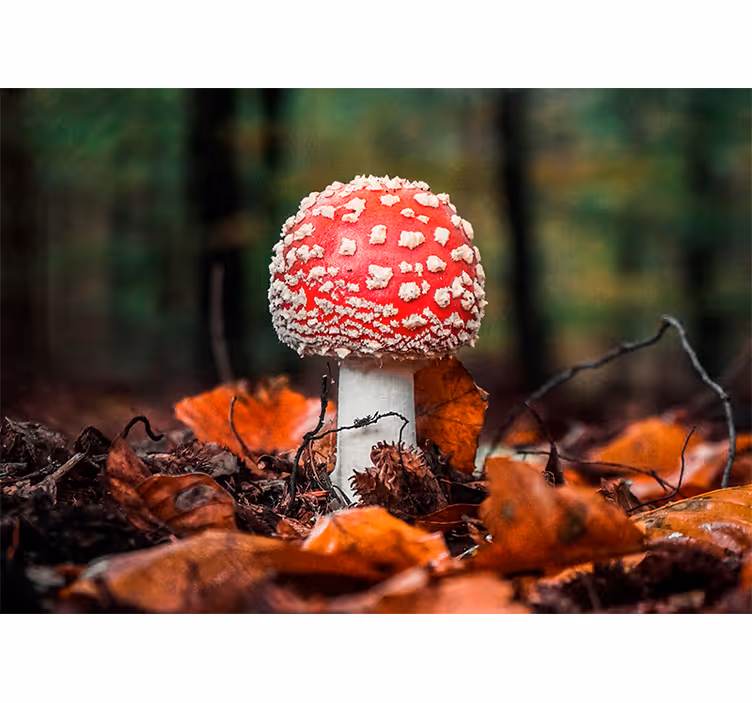 Fotomural naturaleza hongo rojo con manchas blancas - TenVinilo