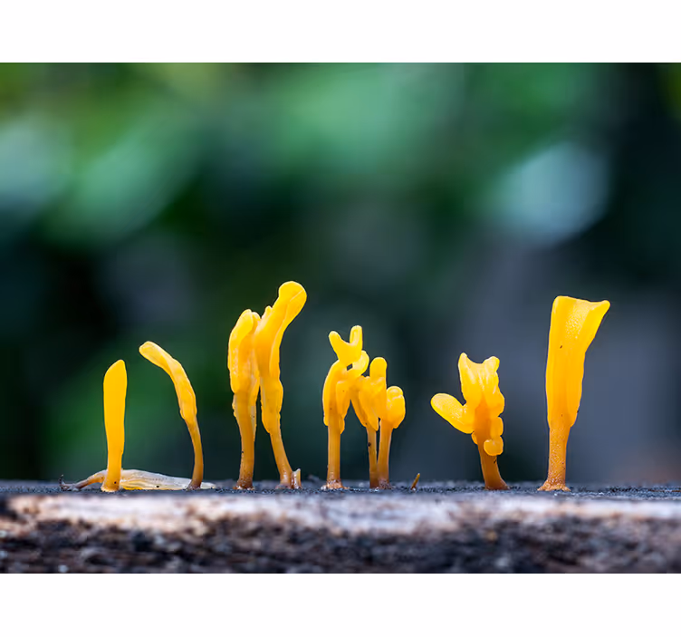 Fotomural naturaleza crecimiento de hongo amarillo - TenVinilo